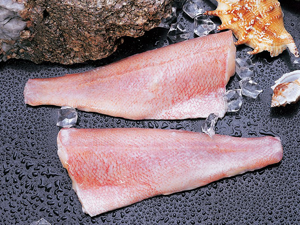 大西洋红石斑鱼